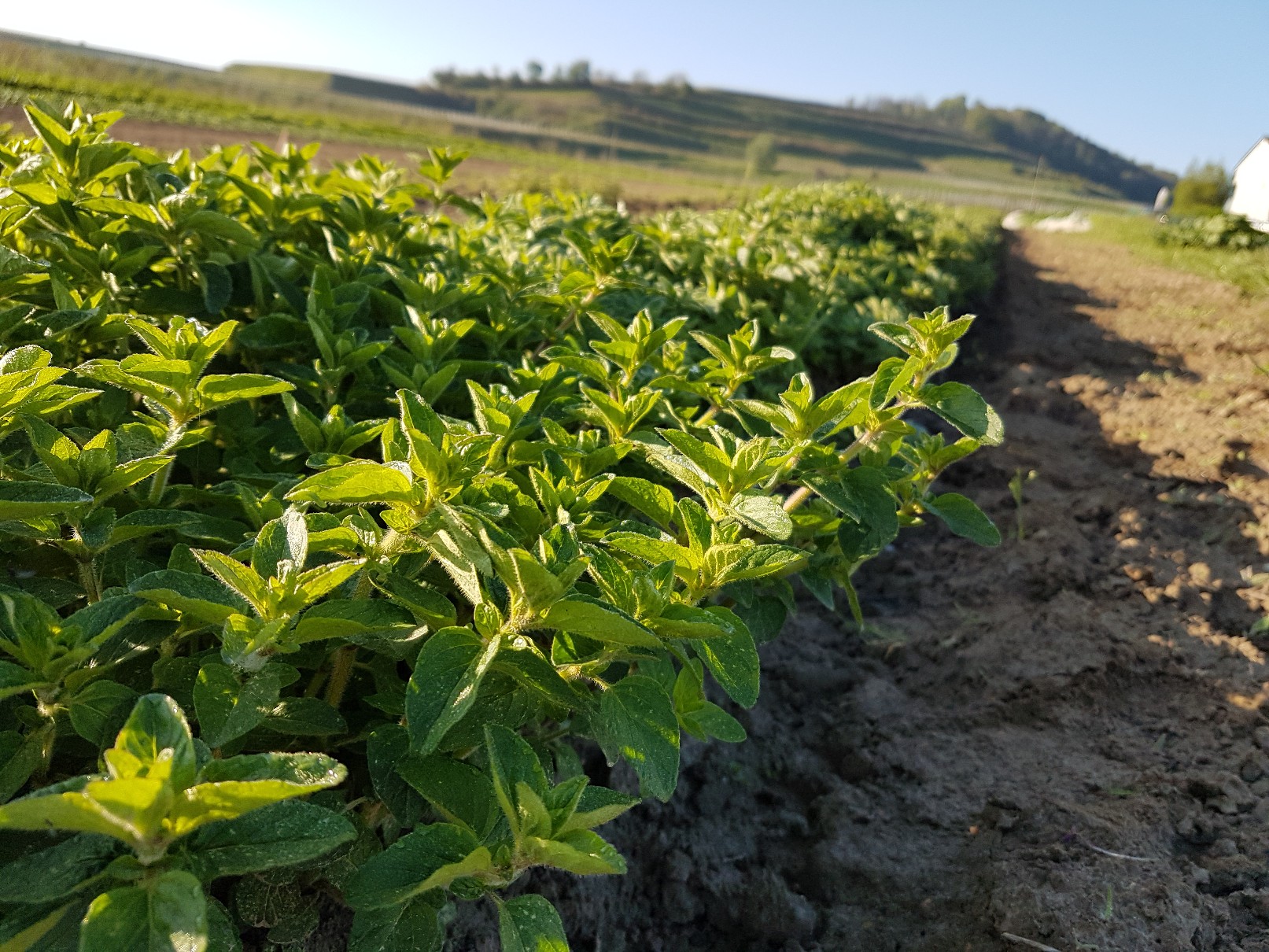 Oregano