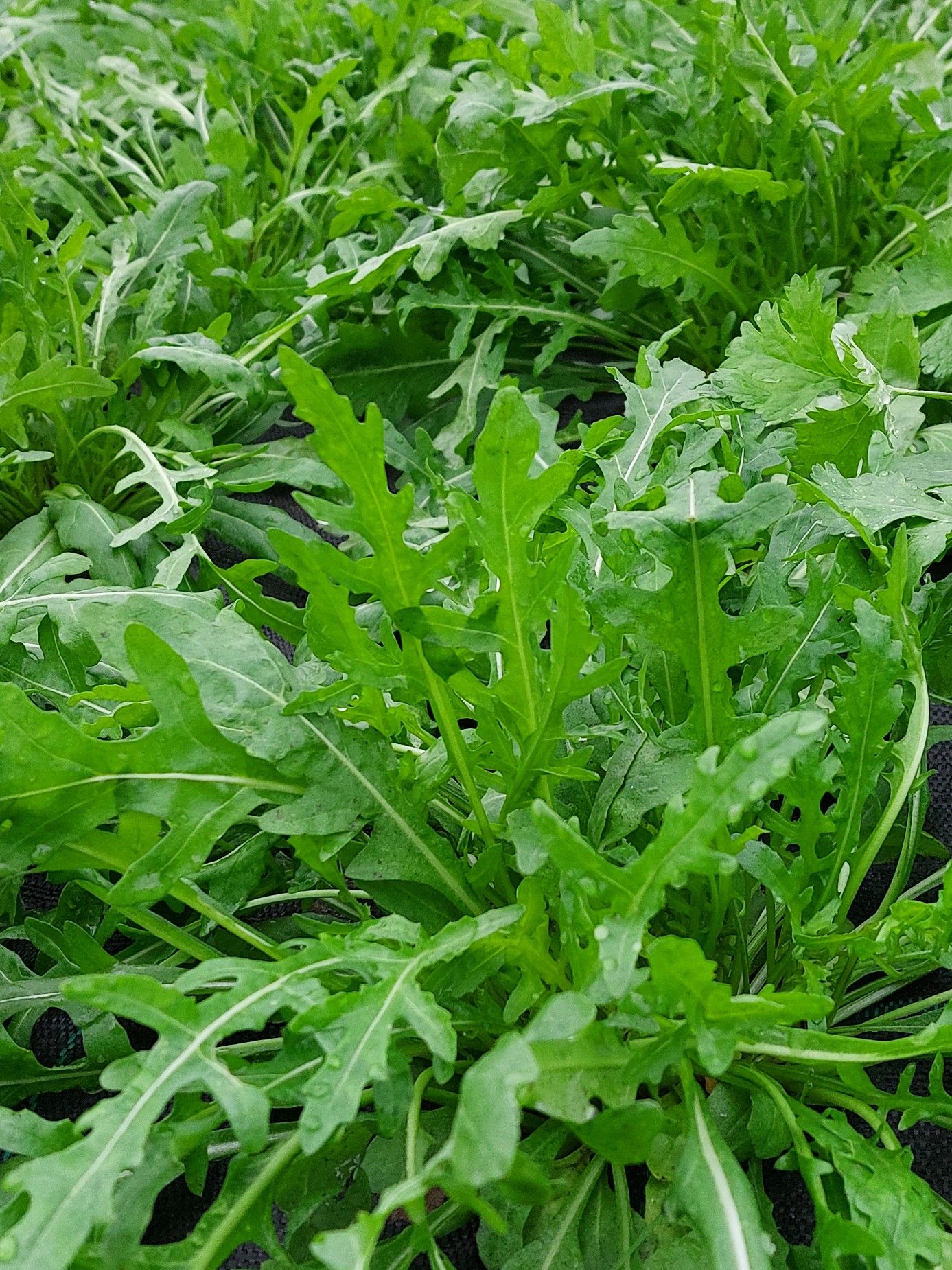 Rucola