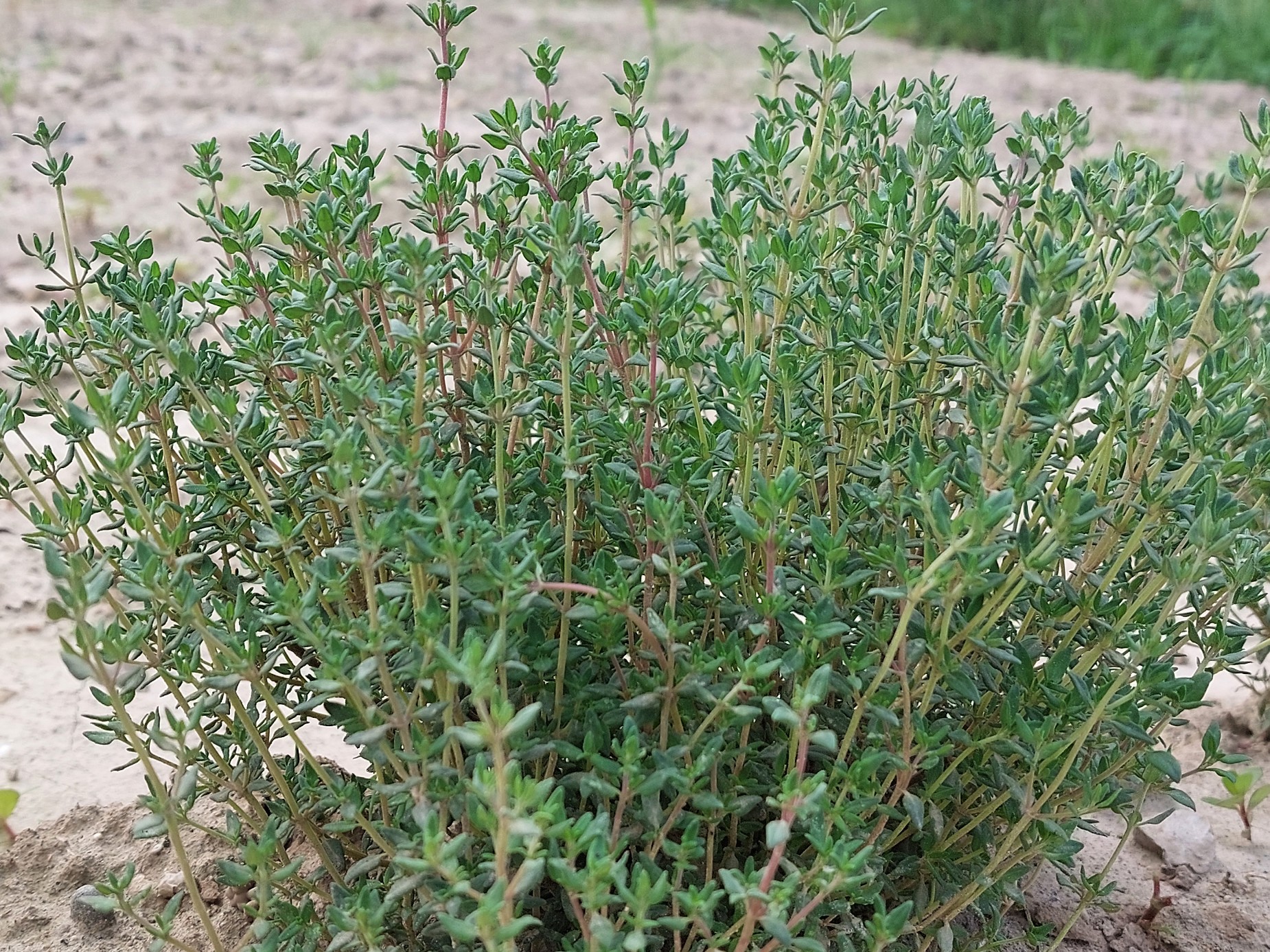 Thymian