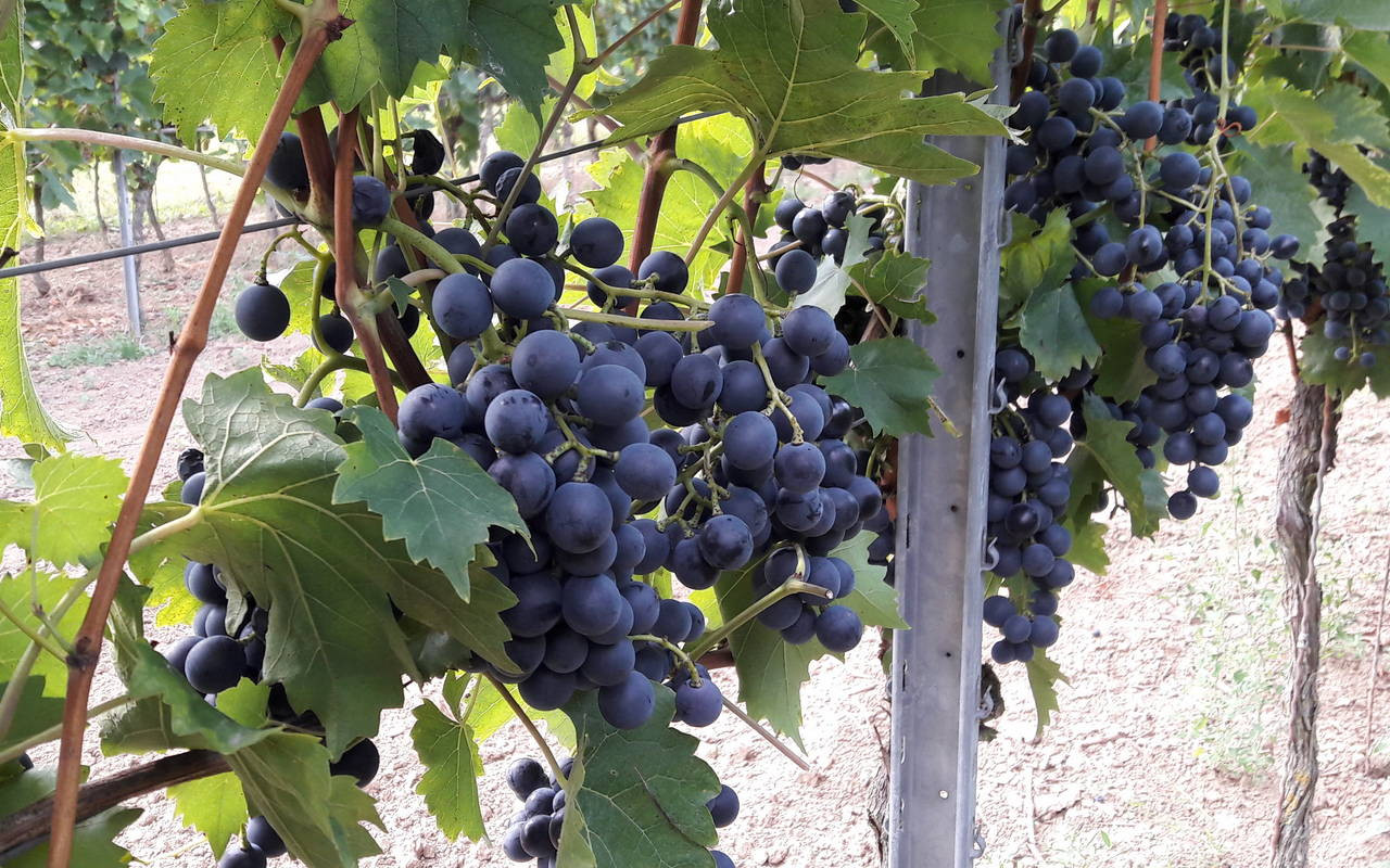 Trauben