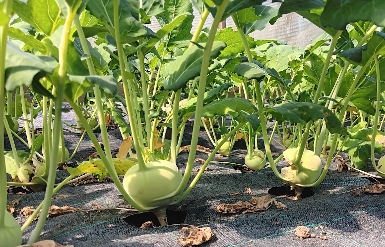 Kohlrabi