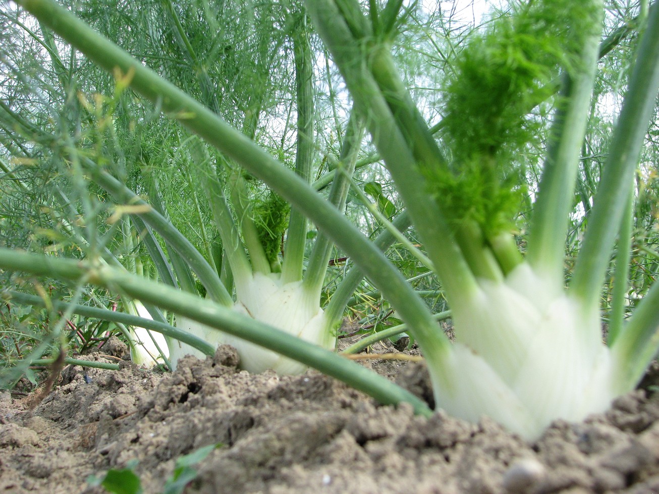 Fenchel