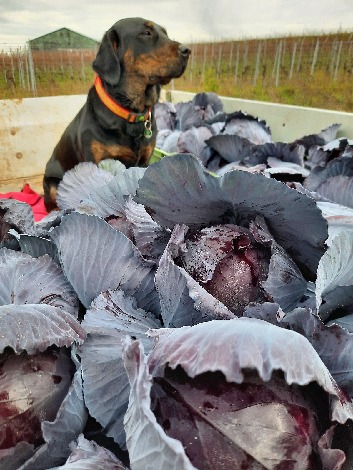 Rotkohl